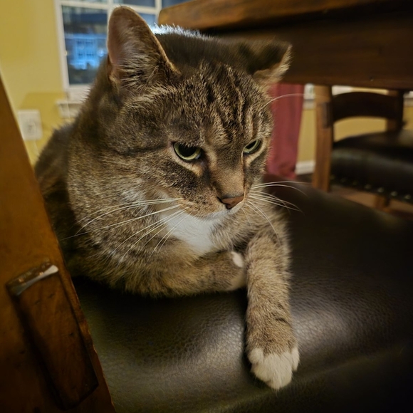 Meet your Posher, Danielle - Picture 1 of 1